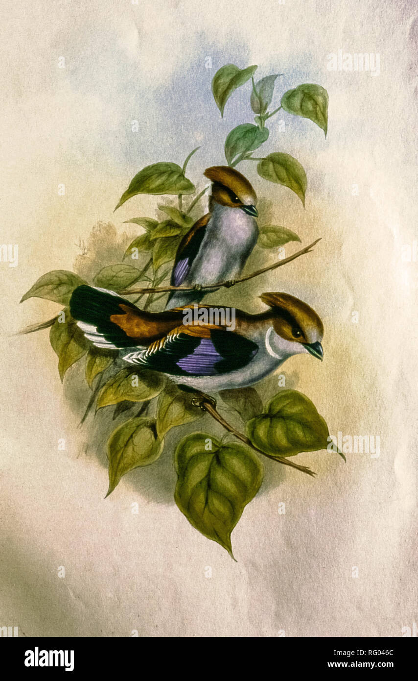 21.Nov.2004- vieille lithographie d'oiseau indien kalyan maharashtra INDE Banque D'Images