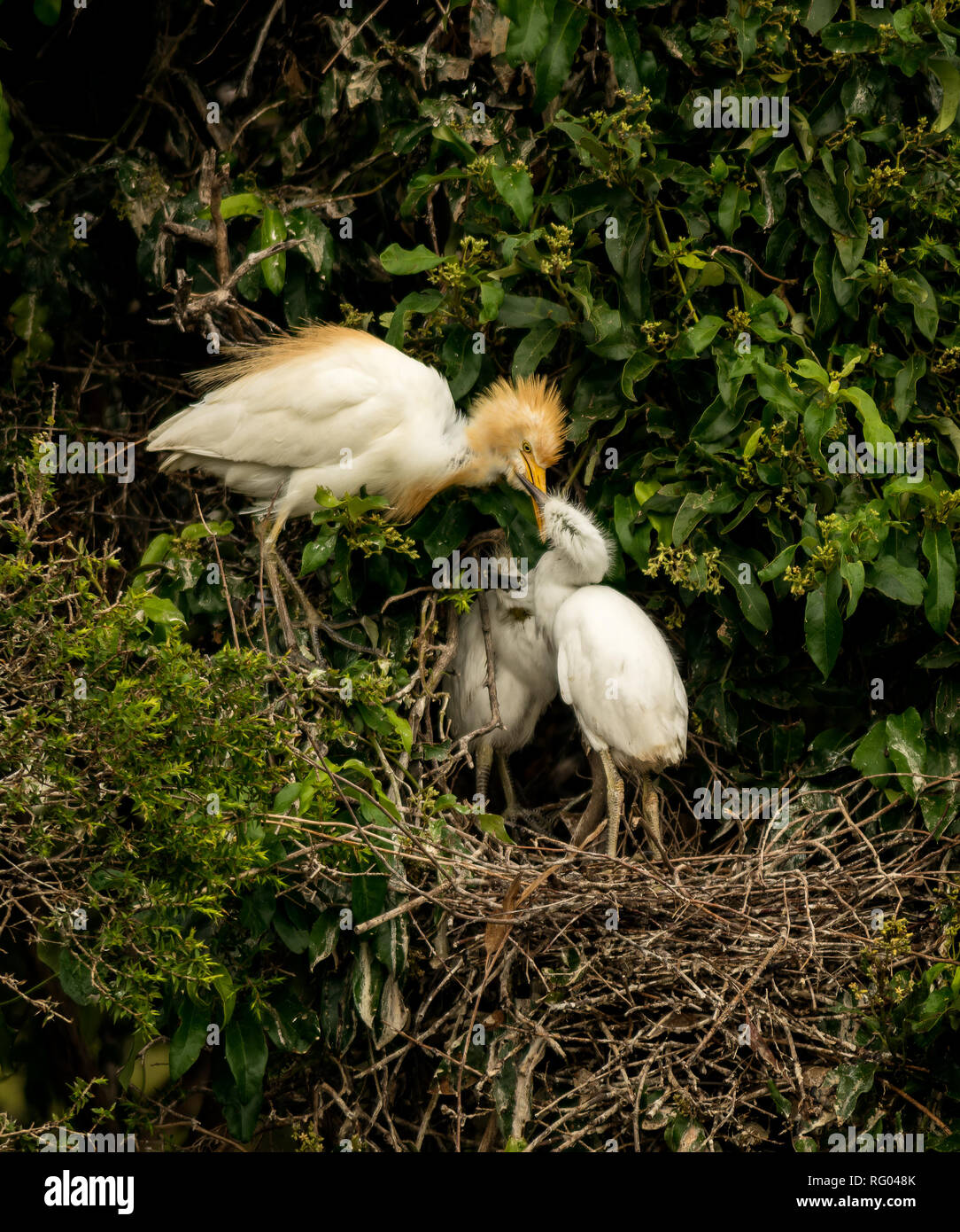 Héron garde-boeufs (Bubulcus ibis) avec les poussins de ponte en Nouvelle Galles du Sud, Australie Banque D'Images