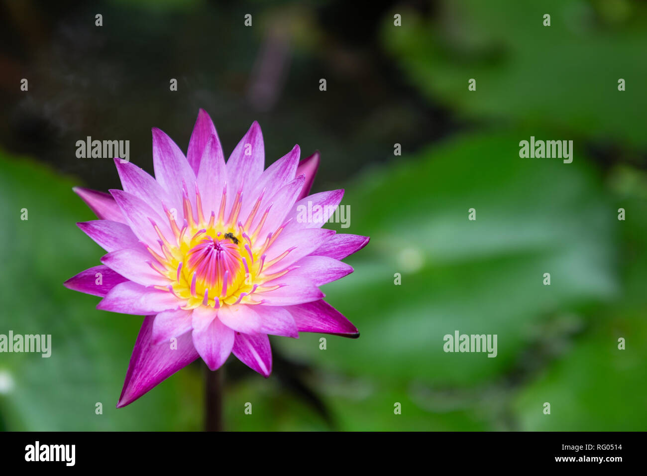 Fleur de Lotus ou nénuphar fleur qui s'épanouit avec des feuilles vertes en arrière-plan l'étang de l'été ou le printemps. Nymphaea Water Lily. Banque D'Images