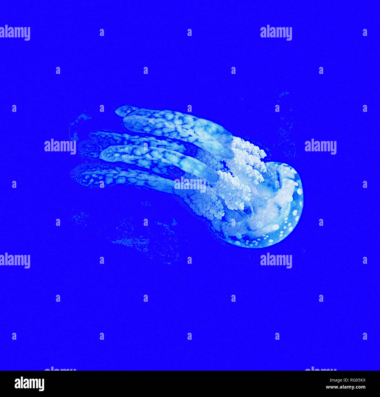 Le Glowng Jelly Fish par Adam Asar.jpg - RG05KX Banque D'Images