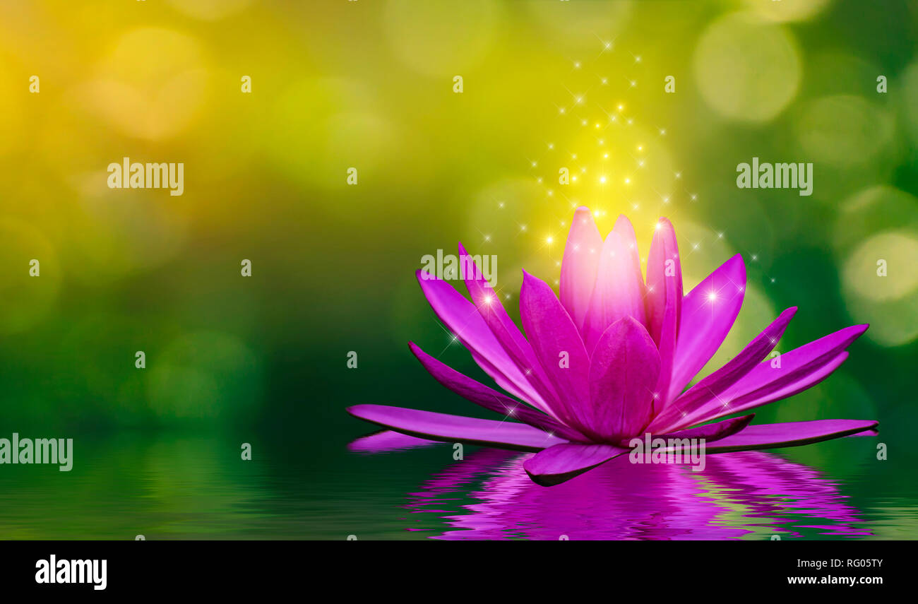 Fleurs de lotus pourpre émettent de la lumière flottant dans l'eau, l'arrière-plan flou vert naturel Banque D'Images