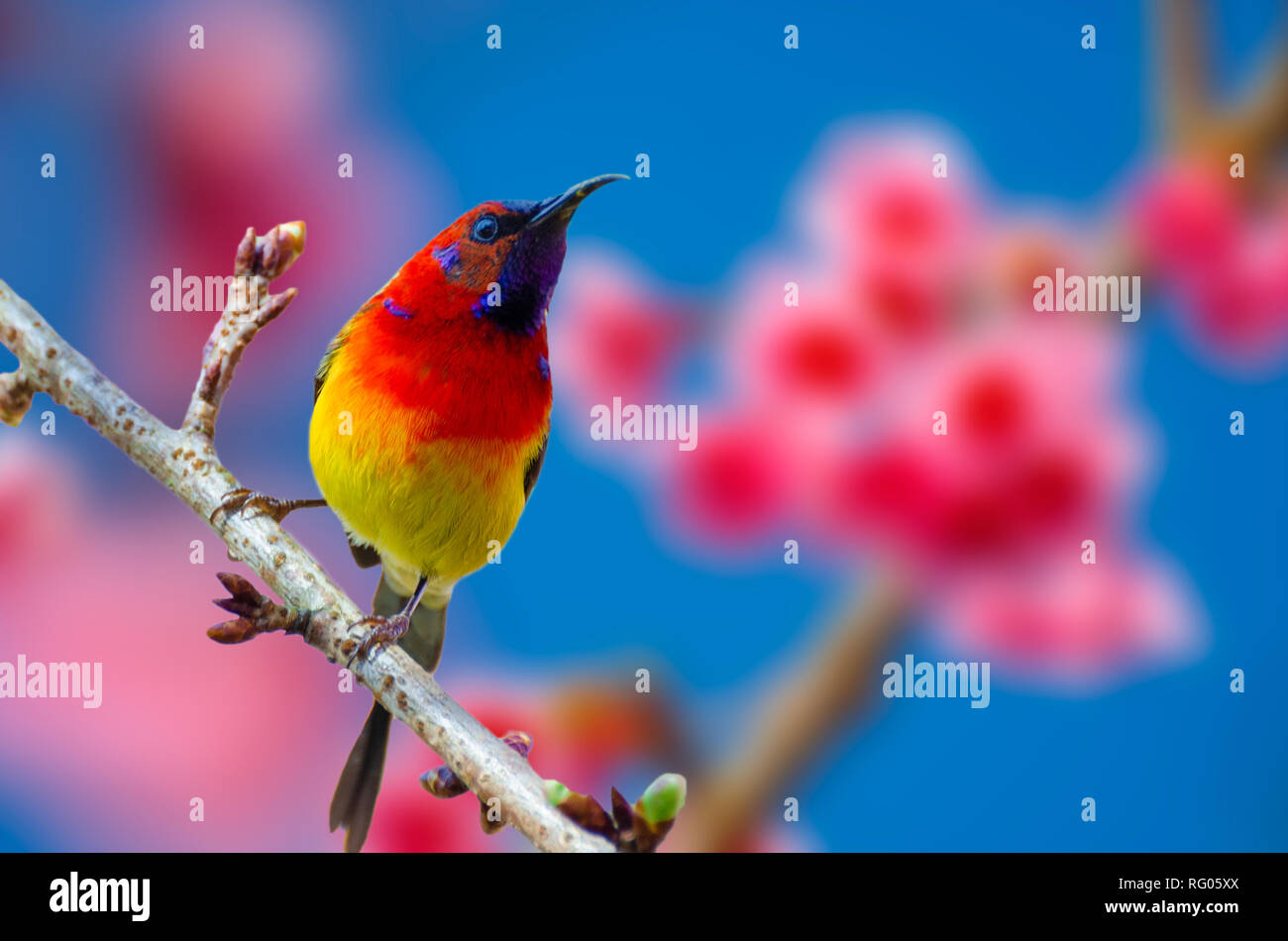 Oiseau rouge fond bleu perché sur les branches Sakura Banque D'Images