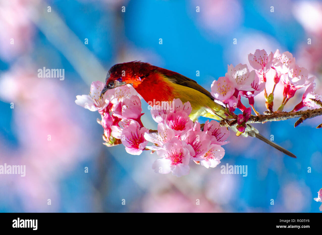Oiseau rouge fond bleu perché sur les branches Sakura Banque D'Images