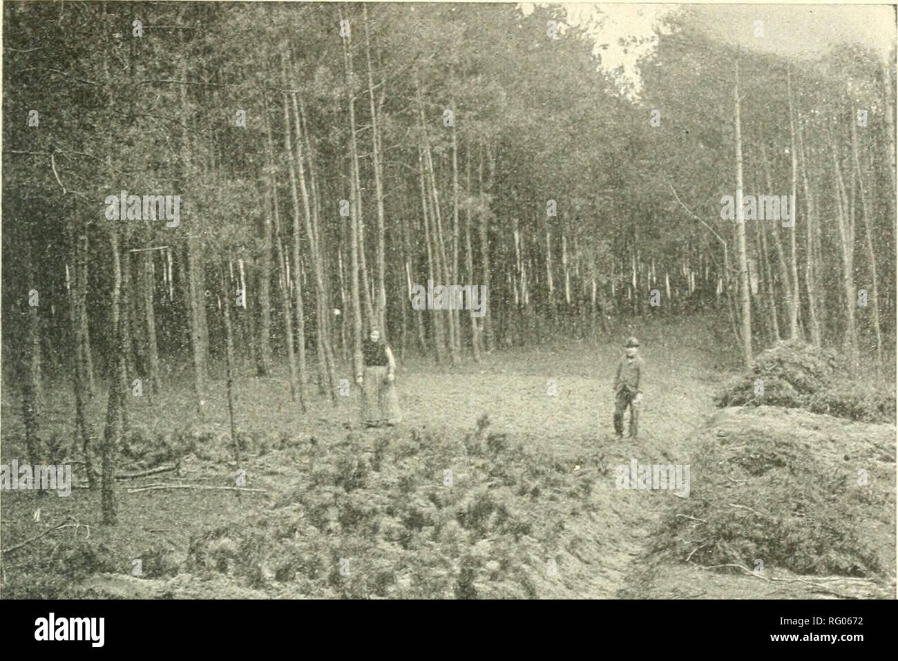 . Journal canadien des forêts. Les forêts et la foresterie -- Canada Périodiques. Journal canadien des forêts^ Octobre, ipi6 761. (Avec la permission de "forêt feuilles.") Une petite plantation faite par paysans français dans une clairière. Les branches mortes ont été coincés dans la terre pour l'ombrage. Avec le bois en France décrivant les modalités de soins Les forestiers français pour assurer la régénération des forêts et prévenir les incendies écrit par le capitaine Frederic C. Curry, Brockville, Can. La fin de l'Armée 2e bois durant les mois d'avril et mai de cette année, l'écrivain a été joint aux ingénieurs en tant qu'officier i Banque D'Images