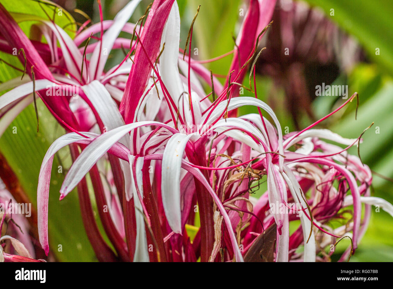 Belle fleur à Hawaï Banque D'Images