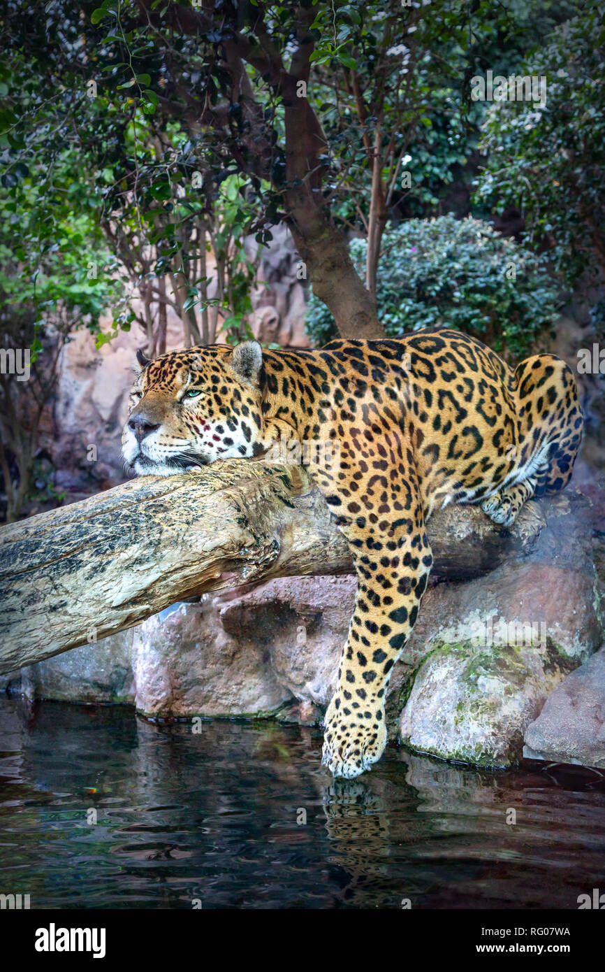 Un Jaguar se détend sur un tronc d'arbre Banque D'Images