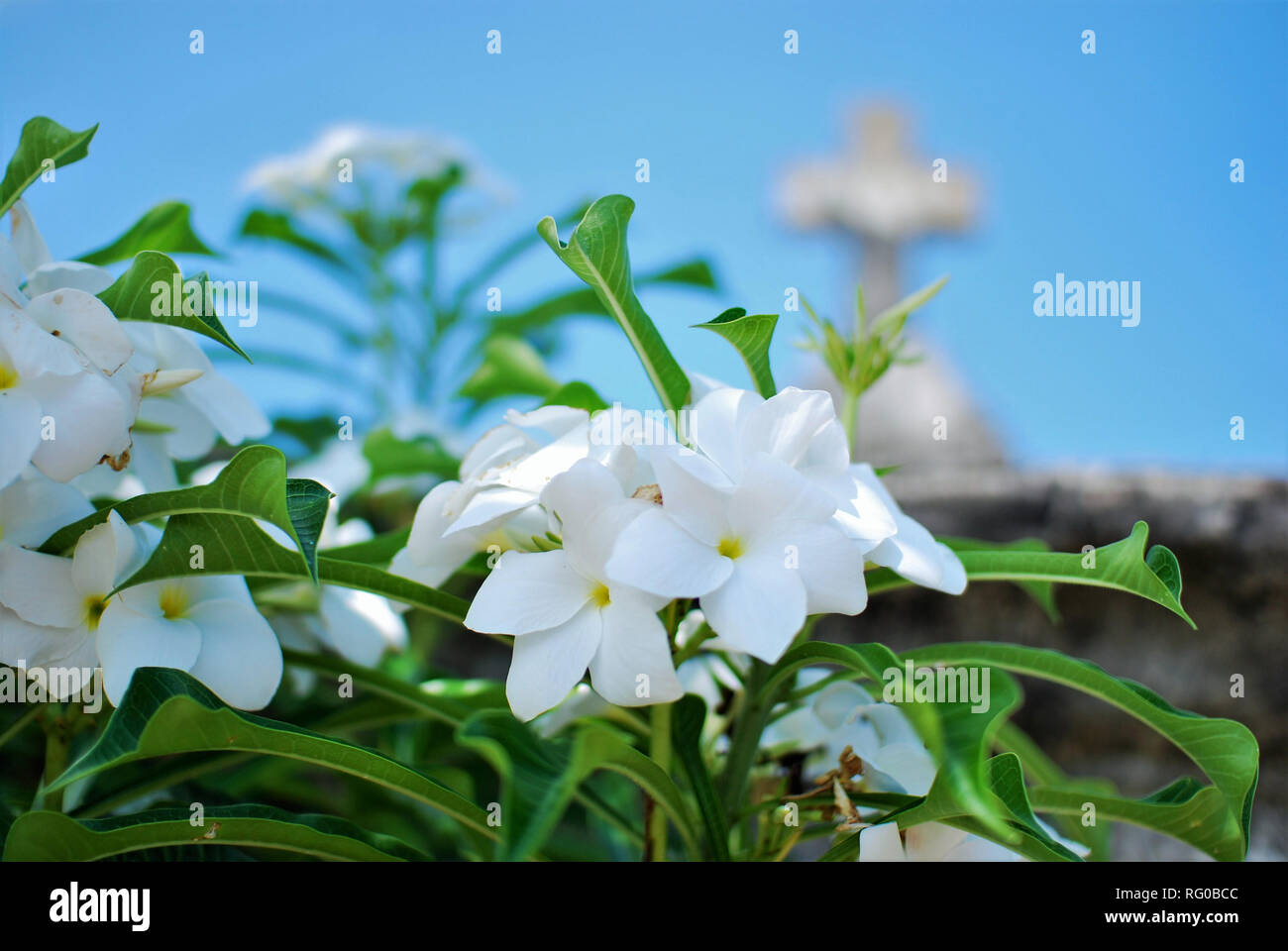 Fleurs blanches en face de la croix chrétienne sur l'île de la réunion sur  le cimetière Photo Stock - Alamy