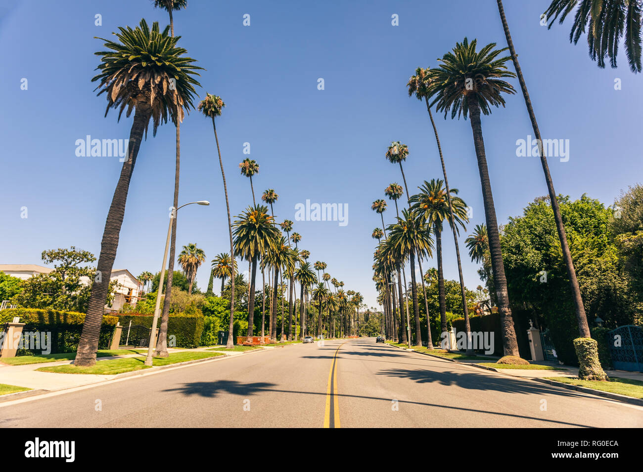 Célèbre Beverly hills palmiers dans une journée ensoleillée Banque D'Images