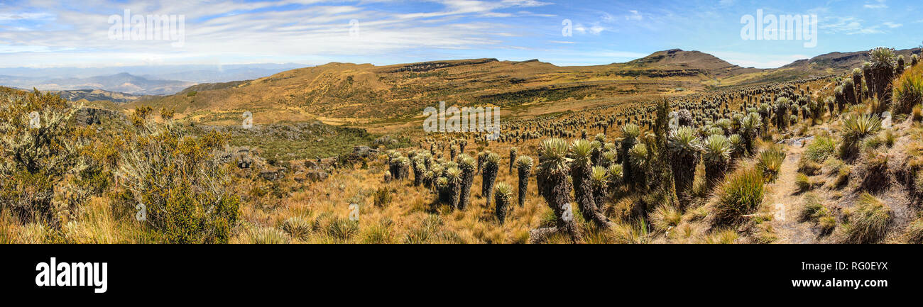 Panorama du paysage de l'Párano, une zone de végétation unique de plus grande altitude régions de la Colombie, avec les cactus comme plante caractéristique Banque D'Images