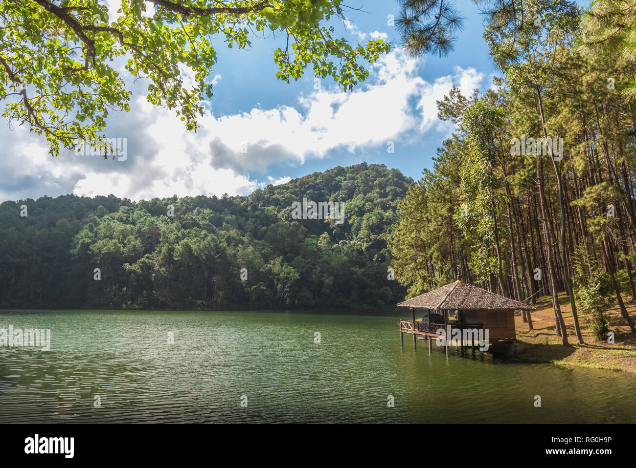 Pang Ung les plantations forestières, province de Mae Hong Son, Thaïlande. Banque D'Images