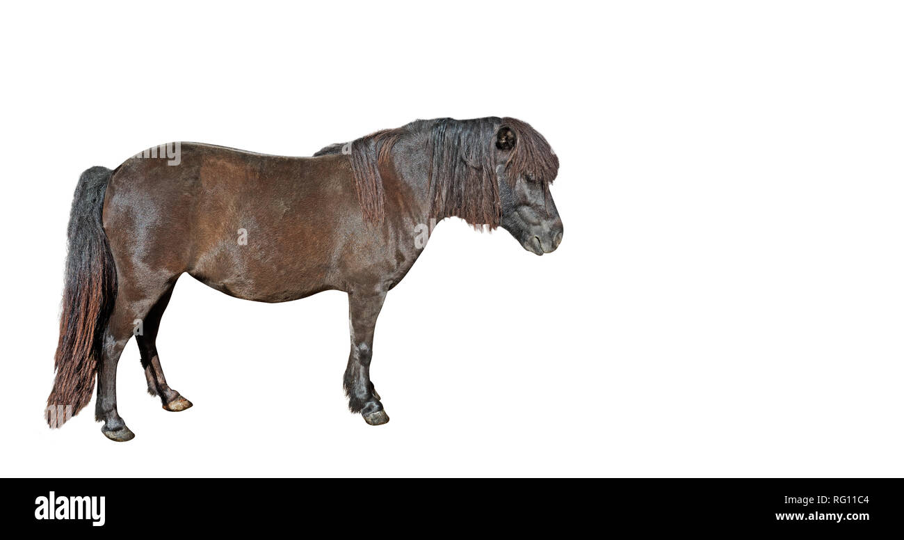 Libre Mini miniature Falabella isolé sur fond blanc avec chemin de détourage et Copy Space Banque D'Images