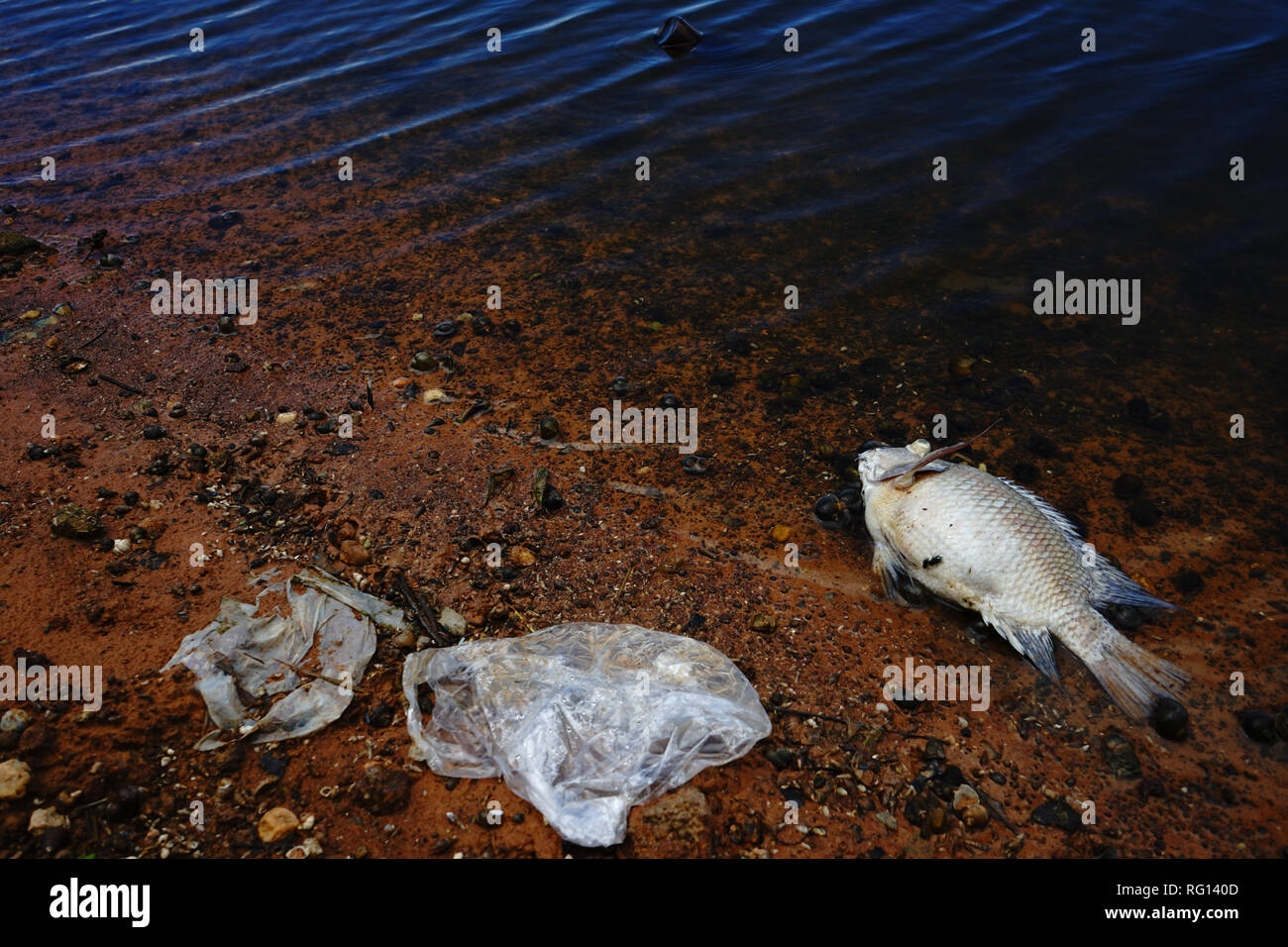 Les poissons morts et sac en plastique sur la plage Banque D'Images