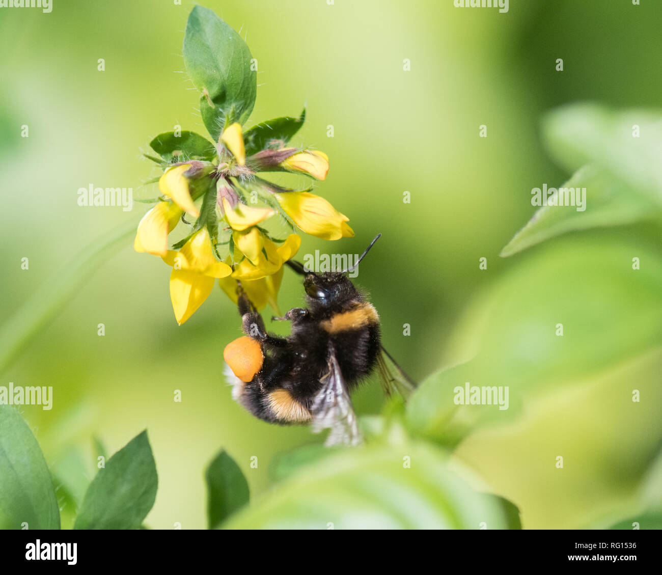 Bourdon avec des paniers à pollen pleins collectant le pollen de la vetch jaune du rein - Écosse, Royaume-Uni Banque D'Images