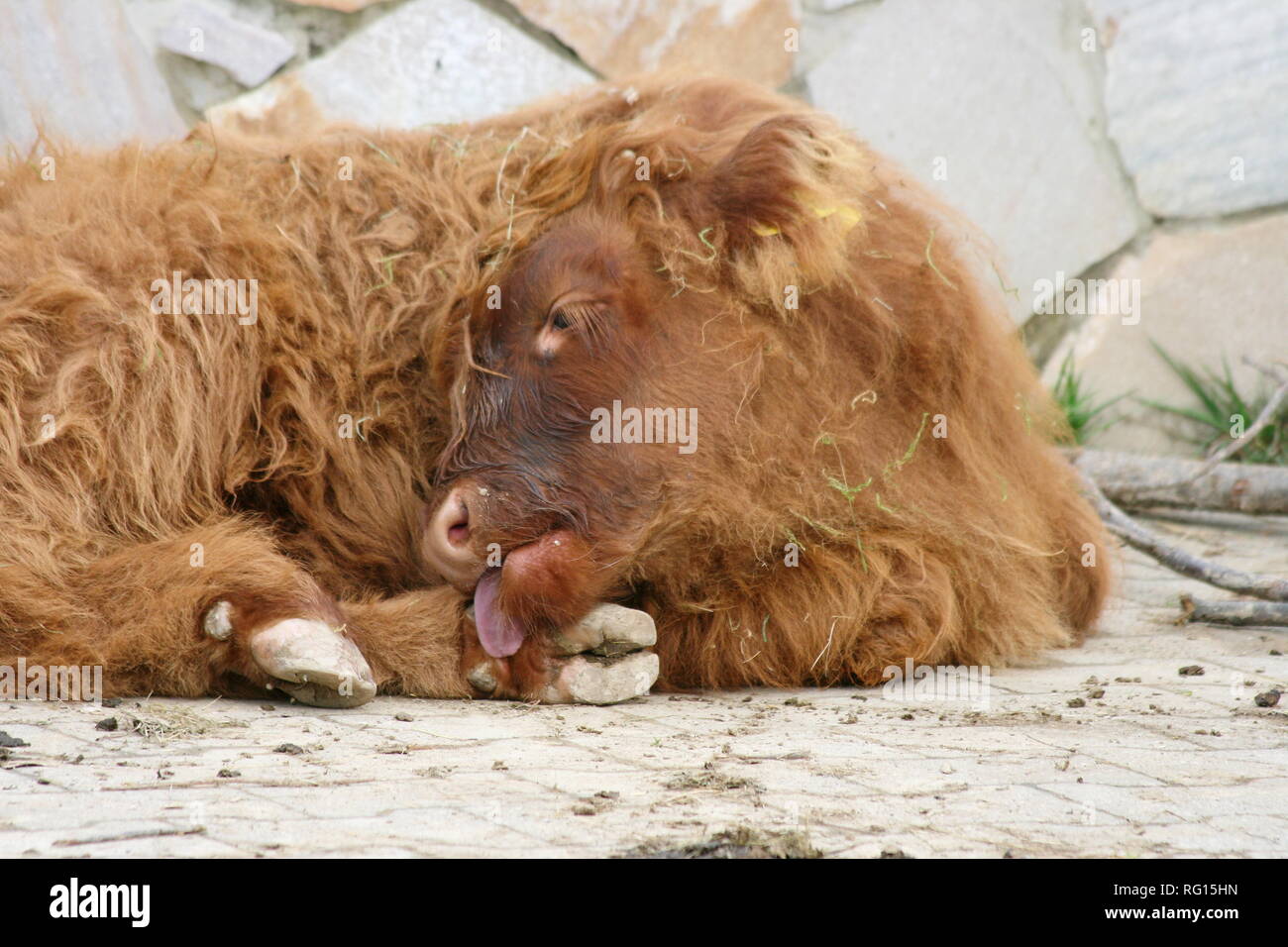 Vu un Scottish Highland cattle couché sur le côté Banque D'Images