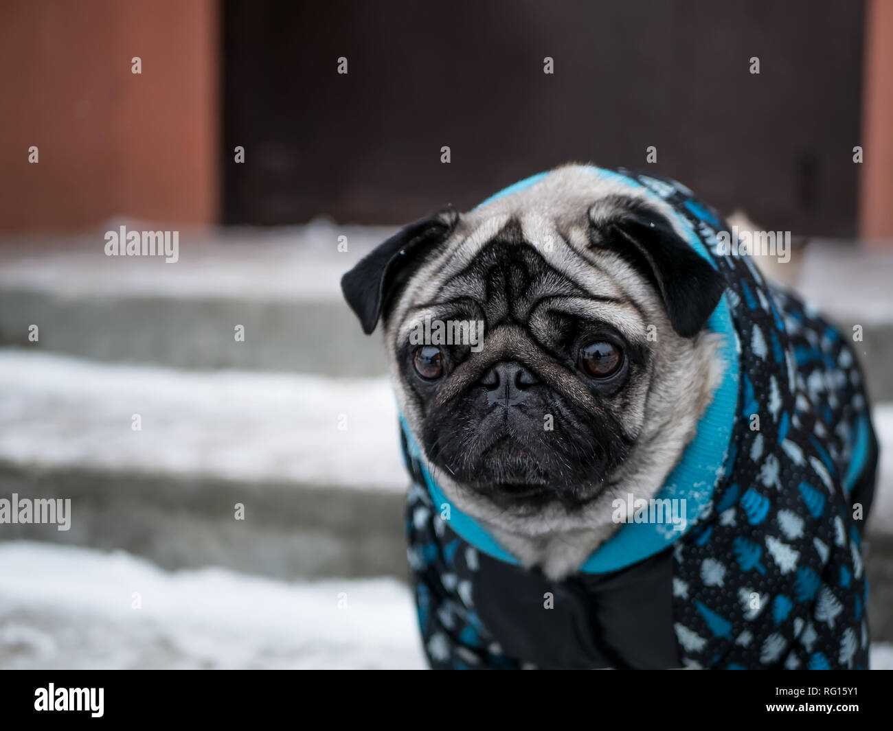 Petit chien veste en pug Banque D'Images