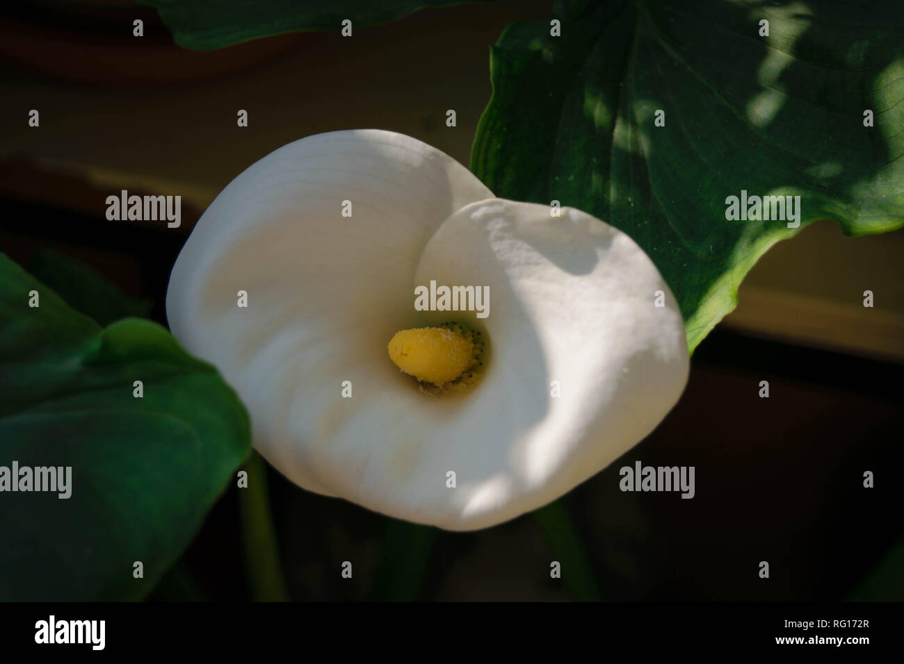 Plan macro sur une fleur de l'Anthurium Banque D'Images