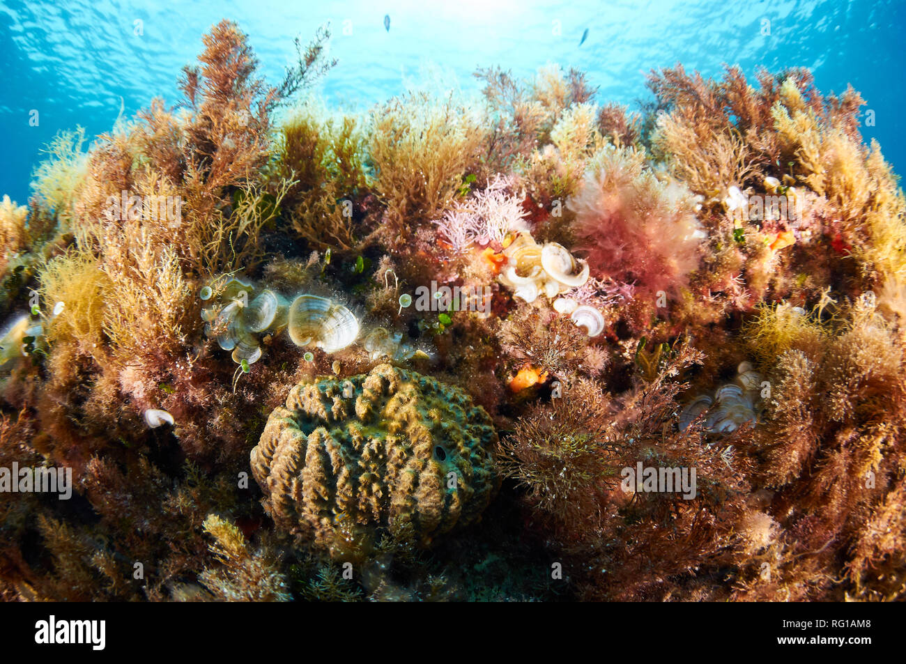 Variété de vie marine encriante (algues, éponges, bryozoa) du récif méditerranéen dans le Parc naturel de ses Salines (Formentera, Iles Baléares, Espagne) Banque D'Images