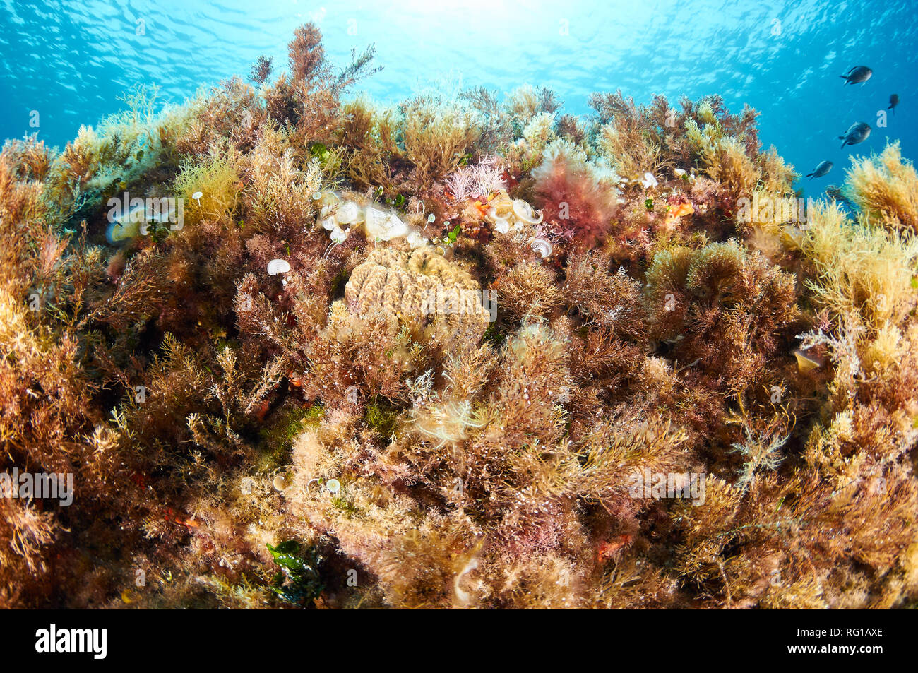 Variété de vie marine encriante (algues, éponges, bryozoa) du récif méditerranéen dans le Parc naturel de ses Salines (Formentera, Iles Baléares, Espagne) Banque D'Images