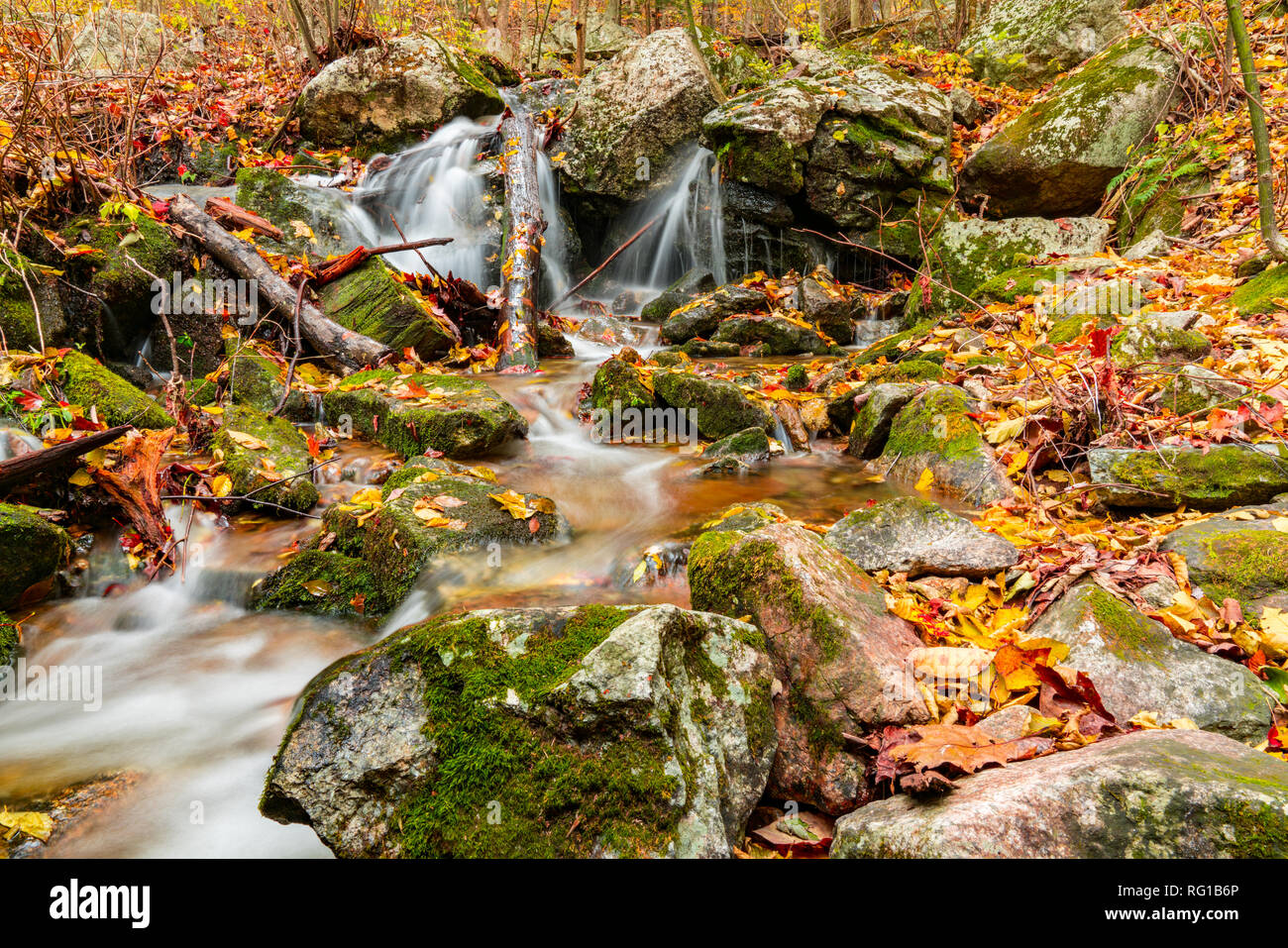 Les feuilles colorés le long d'un ruisseau de montagne Cascade en automne Banque D'Images