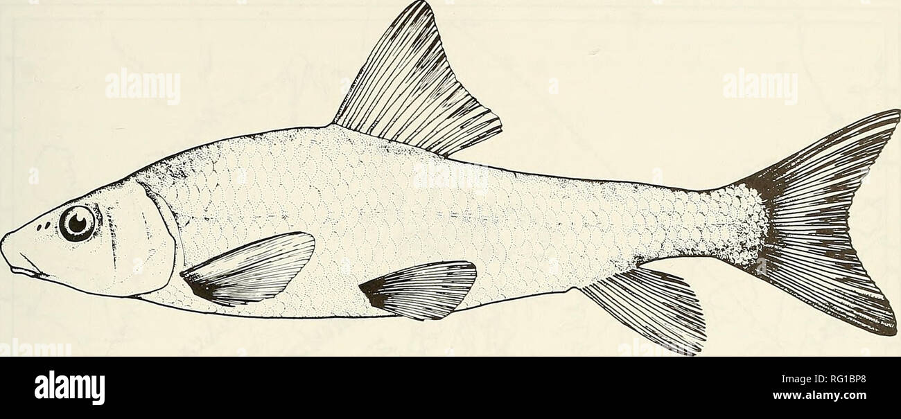 . La Canadian field-naturaliste. 1984 Parker et McKee : Statut de l'espèce 105. La Figure I. Meunier tacheté (Minytrema melanops). Avec la permission de D. E. McAllister, Musée National des Sciences Naturelles. Habitat Au Canada, l'espèce a été capturé dans le lac et rivière lente. Trautman (1957) a noté que cette espèce a été capturée dans les lacs, rivières, o.xbows, marécages et cours d'eau dans l'Ohio. Ailleurs, elles ont été recueillies dans tous les types de masses d'eau à débit lent d'eau intermittents aux grands lacs et retenues d'eau (Douglas, 1974). Les substrats de fond au meunier tacheté Banque D'Images