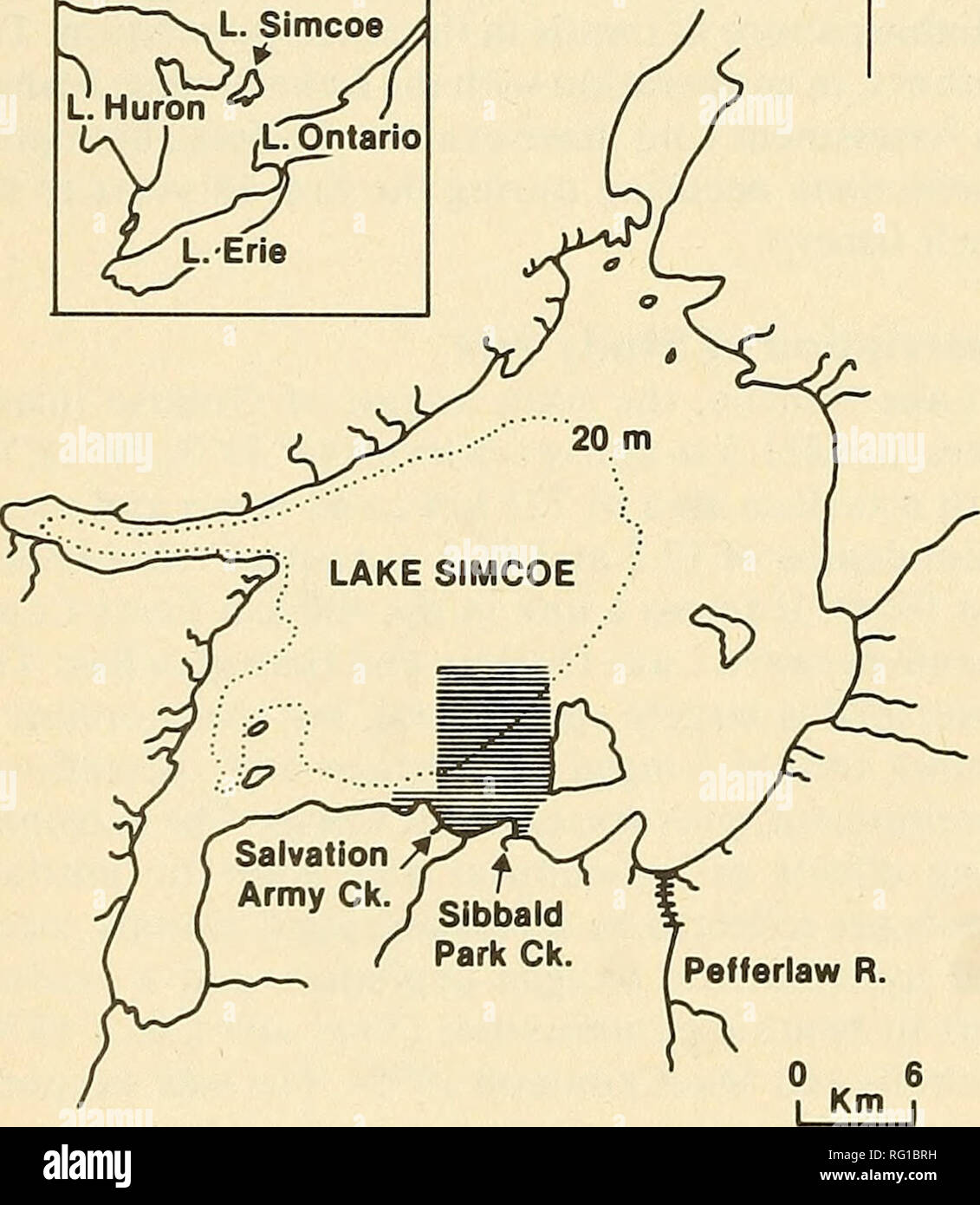 . La Canadian field-naturaliste. 162 Le Canadian Field-Naturalist Vol. 97 Évaluation de l'ensemble de l'abondance d'éperlans dans le lac Simcoe est basée sur la pêche d'hiver récoltes estimées par le ministère des Ressources naturelles de l'Ontario à partir de ces relevés les données recueillies chaque année entre 1962 et 1980. Des études sur le terrain par les auteurs et par ministère- sonnel ont été centrées sur un 54 km- section du lac et le parc Sibbald Creek et tributaires de la rivière Pefferlaw (Figure 1). La superficie du lac s'étend de l'île Georgina, à Jackson's Point et vers le nord jusqu'à l'isobathe de 22 m. Les 11 km littoral est habituellement sm Banque D'Images