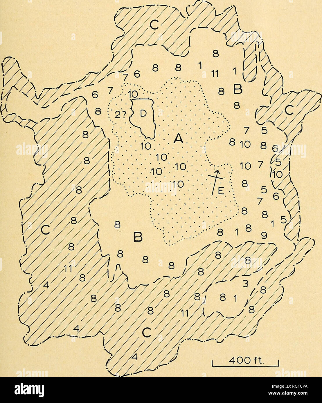 . La Canadian field-naturaliste. 1967 Judd : Byron Bog 111. La figure 1. - Une tourbière flottante ; B - descente humide, bois ; C - pentes boisées ; D - Redmond's Pond ; E - emplacement de coordonner le point 42° 58' 15" N 81° 19' 15" O. de la sphaigne dans une zone à l'ouest de Red- mond's Pond. Le 6 septembre 1966, M. Davis et j'ai examiné ce domaine ainsi que d'autres parties de la tourbière, mais pas trouvé de spécimens. 3. Lycopodium obscurum var. dendroideum (Michx.) D. C. Eaton, branches de pin au sol. Qu'un seul patch, environ un mètre carré dans la région, se trouve dans l'ombre profonde dans la partie sud-est de la zone B. Un spécimen (692) Banque D'Images