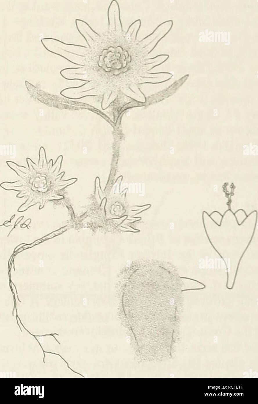 . La Canadian field-naturaliste. Histoire naturelle ; sciences naturelles. L'évaluation de la conservation de la population du Pacifique du psilocarphe nain, Psilocarphiis hrevissimus- chefs var. hrcvissimus Gvxmcv» au Canada, W. : Doiicii.As', Ji:nii-i;r L. Pr;SO 45 % et Ksi.nia Bakion' ' décédé. ^ Conservation Data Centre, British Columbia Ministry ol. nnvironment Ixosystcms Direction générale, KJ Fort 9993 péché Prov Govt, Victoria (Colombie-Britannique) V8W 9R7 Canada 'adresse courante : 204-4272, rue Albert, Burnaby (Colombie-Britannique) V5C 2E8 Canada Douglas, George W., Jenifer L. Penny, et Ksenia Barton. L'année 2006. Évaluation de la conservation Banque D'Images