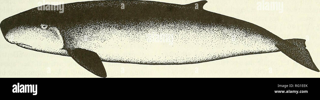 cachalot à hautes nageoires