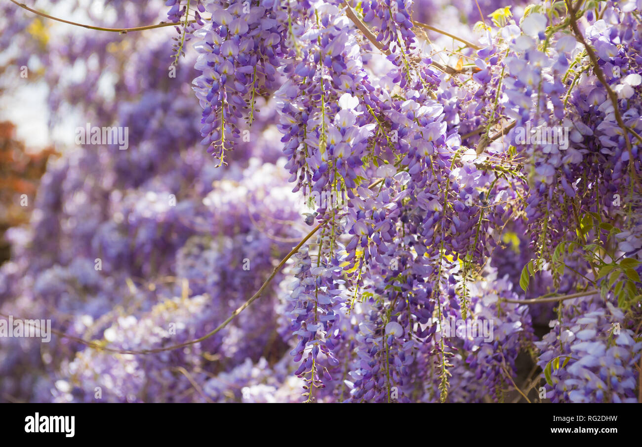 Belle glycine en fleurs fleurs violettes fraîches dans le jardin de printemps Banque D'Images