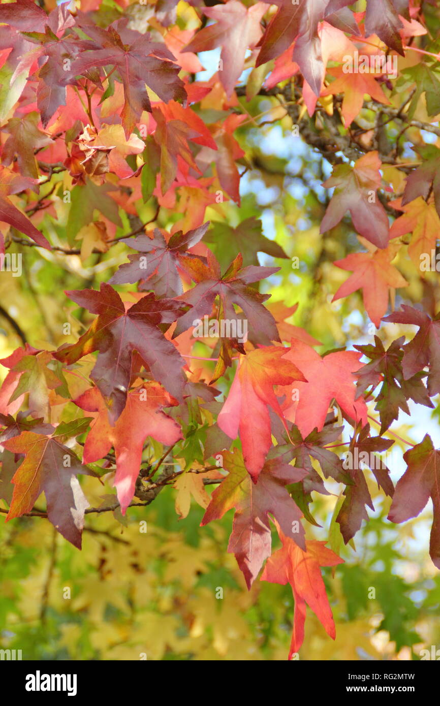 Liquidambar styraciflua. Couleurs d'automne dynamique de Sweet Gum Tree leaves - Octobre, UK Banque D'Images