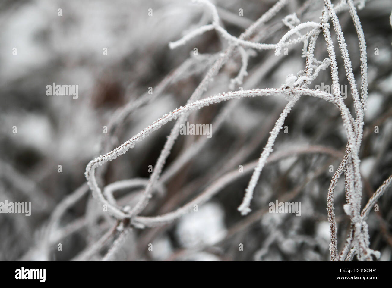 Belle vue d'hiver de petites branches d'arbre gelé près de clôture. Banque D'Images