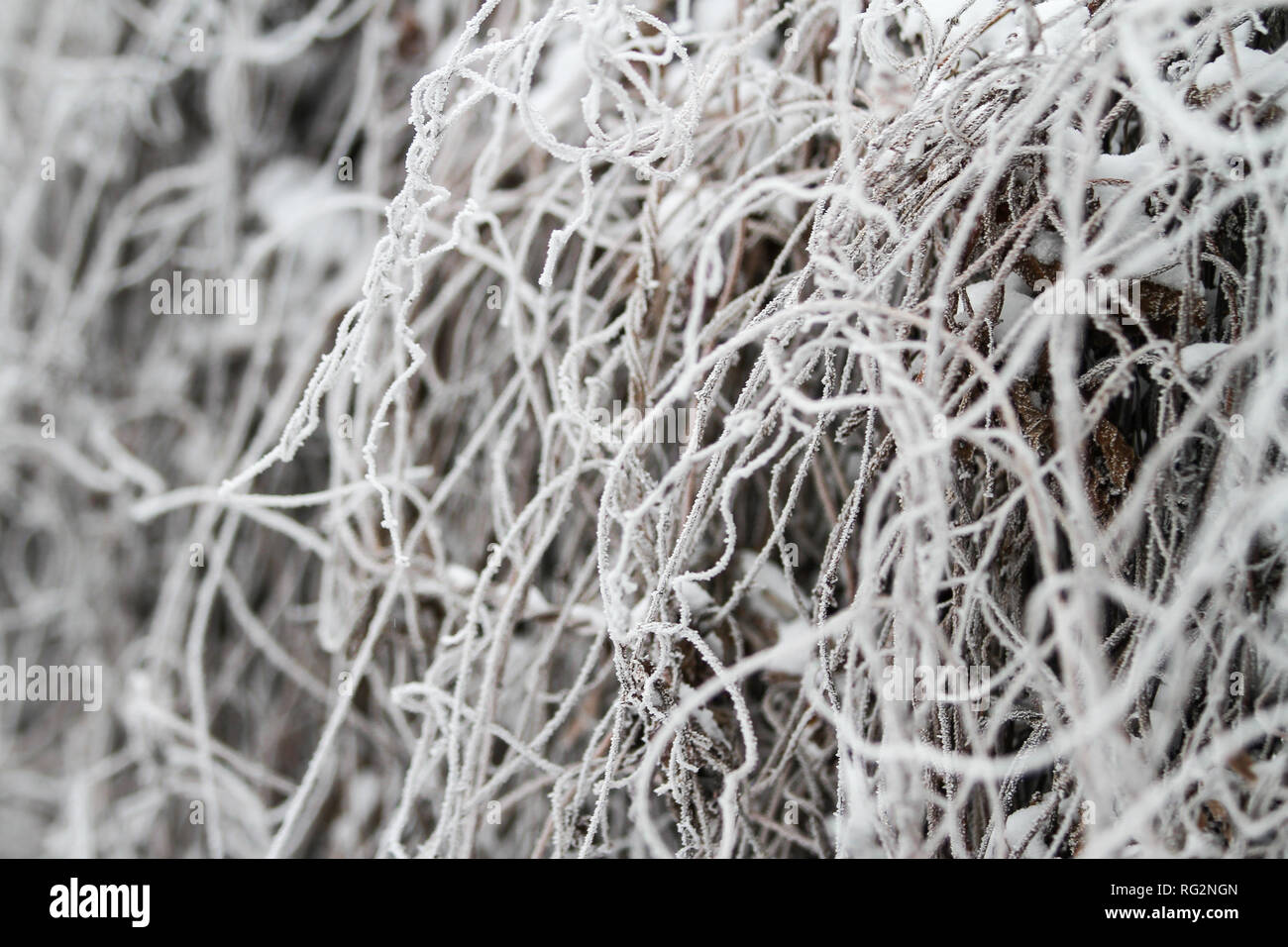 Belle vue d'hiver de petites branches d'arbre gelé près de clôture. Banque D'Images
