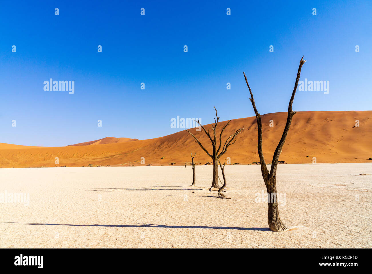 Belles couleurs du matin et dead acacia dans hidden Dead Vlei paysage dans le désert de Namib, acacia arbres morts dans la vallée avec le ciel bleu, la Namibie Banque D'Images