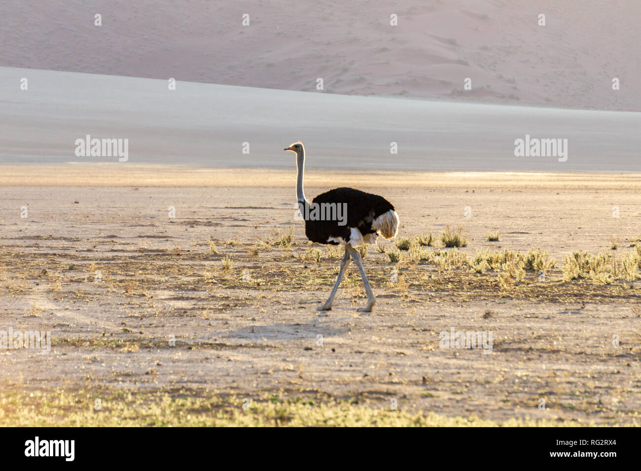 L'alimentation de l'autruche et de boire dans le parc national d'Etosha, Namibie adventure Banque D'Images