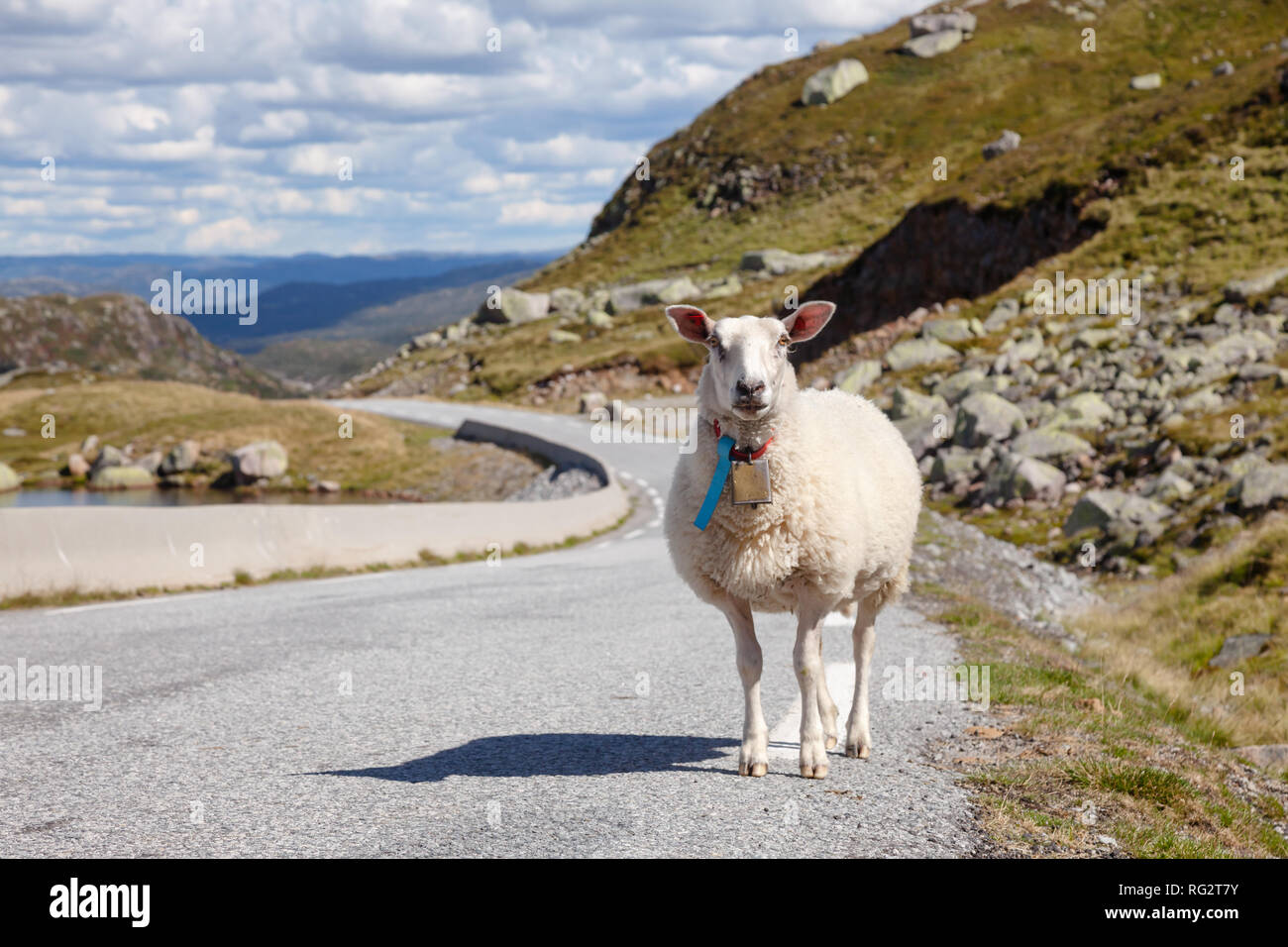 Gamme Rree Mouton debout sur une route de montagne en Norvège, Scandinavie - animal danger routier concept Banque D'Images