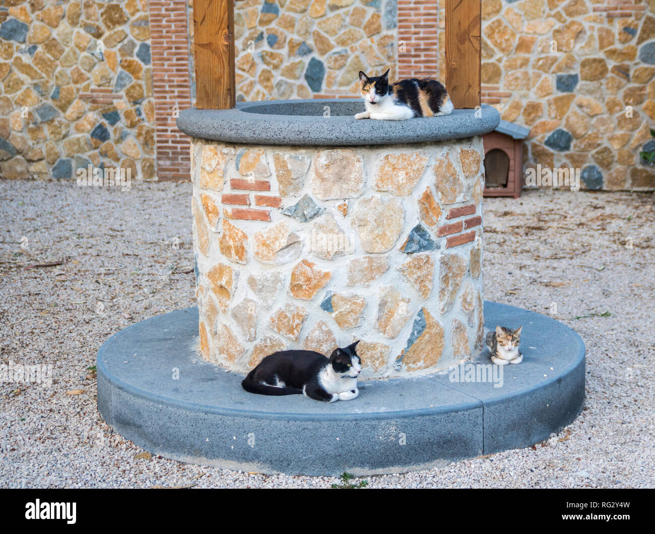 Trois chats reposant sur un puits, les animaux domestiques, les animaux, les animaux de ferme, basse-cour, l'Italie, la pierre qui souhaitent bien concept de famille, pierre, granit, Banque D'Images