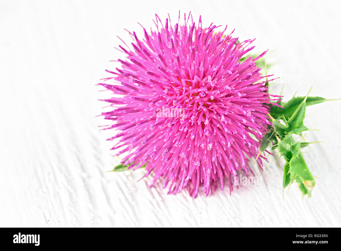 Le chardon marie (silybum marianum) des fleurs sur une table en bois blanc (selective focus).Une des utilisations les plus communes de chardon de lait est de traiter les problèmes de foie Banque D'Images