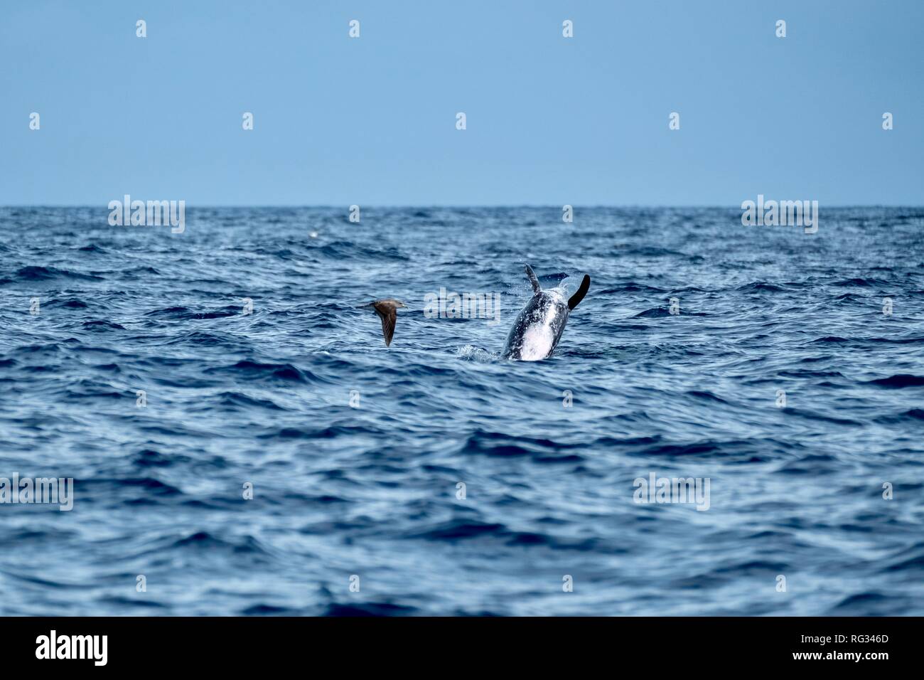 Les dauphins de Risso violer Banque D'Images