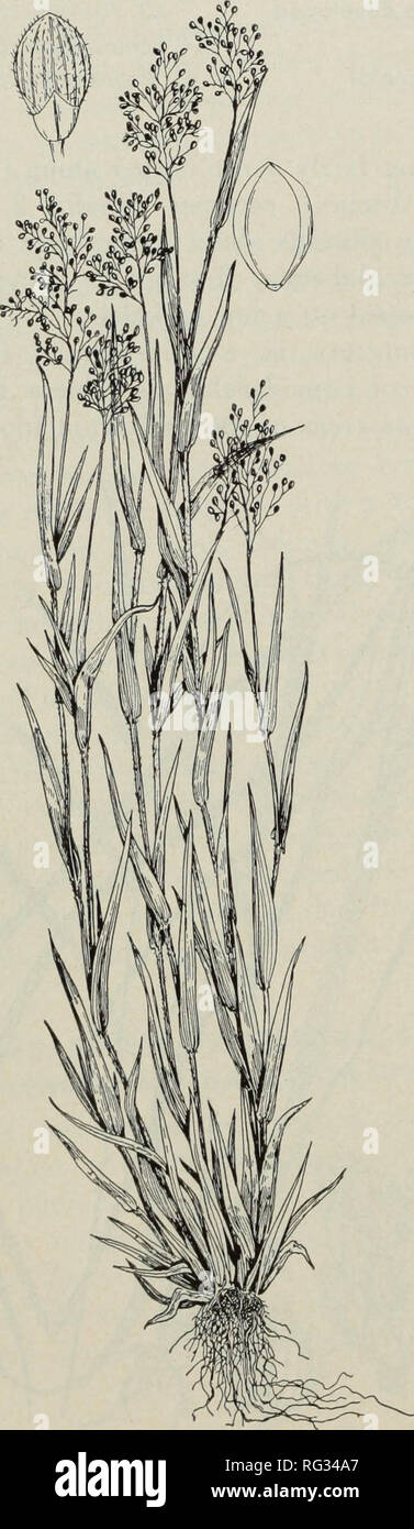 . Les prairies de la Californie et de la gamme de graminées fourragères. Les herbes, les plantes fourragères. (Fig. 108.) appétence de l'herbe est haute. 43. Pacifique (PANICUM PANICUM PACIFICUM) Pacifique Panicum est un mince pilose touffetée très feuillue, vivaces à la base ; d'anthracite du printemps de 10 à 20 (de 25 à 30 cm) de hauteur, légumes ; 2-4 dans la panicule (5-10 cm) de long, ouvert, Panicum pocificum distlchum Echinochloo crusgalli Paspalum. Veuillez noter que ces images sont extraites de la page numérisée des images qui peuvent avoir été retouchées numériquement pour plus de lisibilité - coloration et l'aspect de ces illustrations ne peut pas parfaitement ressembler à l'œuvre originale.. Banque D'Images
