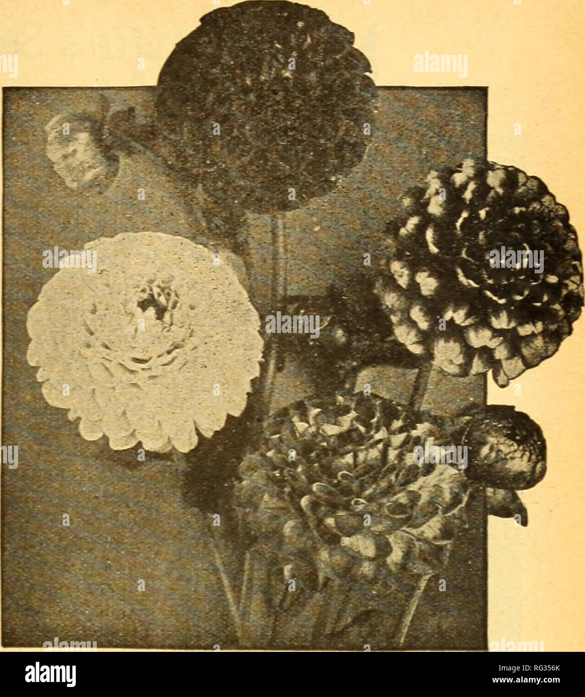 . Jardinage en Californie. Pépinières (Horticulture) ; Catalogues Catalogues de graines de fleurs ; plantes ornementales ; légumes, Catalogues Catalogues Catalogues de graines ; arbres ; graines de graminées ; Catalogues Catalogues de matériel et fournitures de jardinage. DAHLIAS Dahlias Pompon Meilleur Californie ces miniatures élégant fleur Pompon ou Dahlias sont devenus très populaires de la fin aussi bien pour l'utilisation de jardin et pour la coupe. Ils se prêtent admirablement à travail fleuriste, faisant de beaux paniers, aérosols, etc., et sont appréciés par home gar- deners pour écrans d'intérieur dans un vase ou bol de fleurs. Dans le jardin les nains sont plutôt les plantes trapues al Banque D'Images