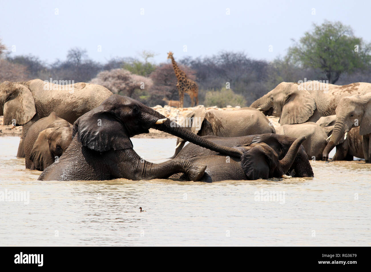 Jouer les éléphants - etosh - Pan Afrique Namibie Banque D'Images