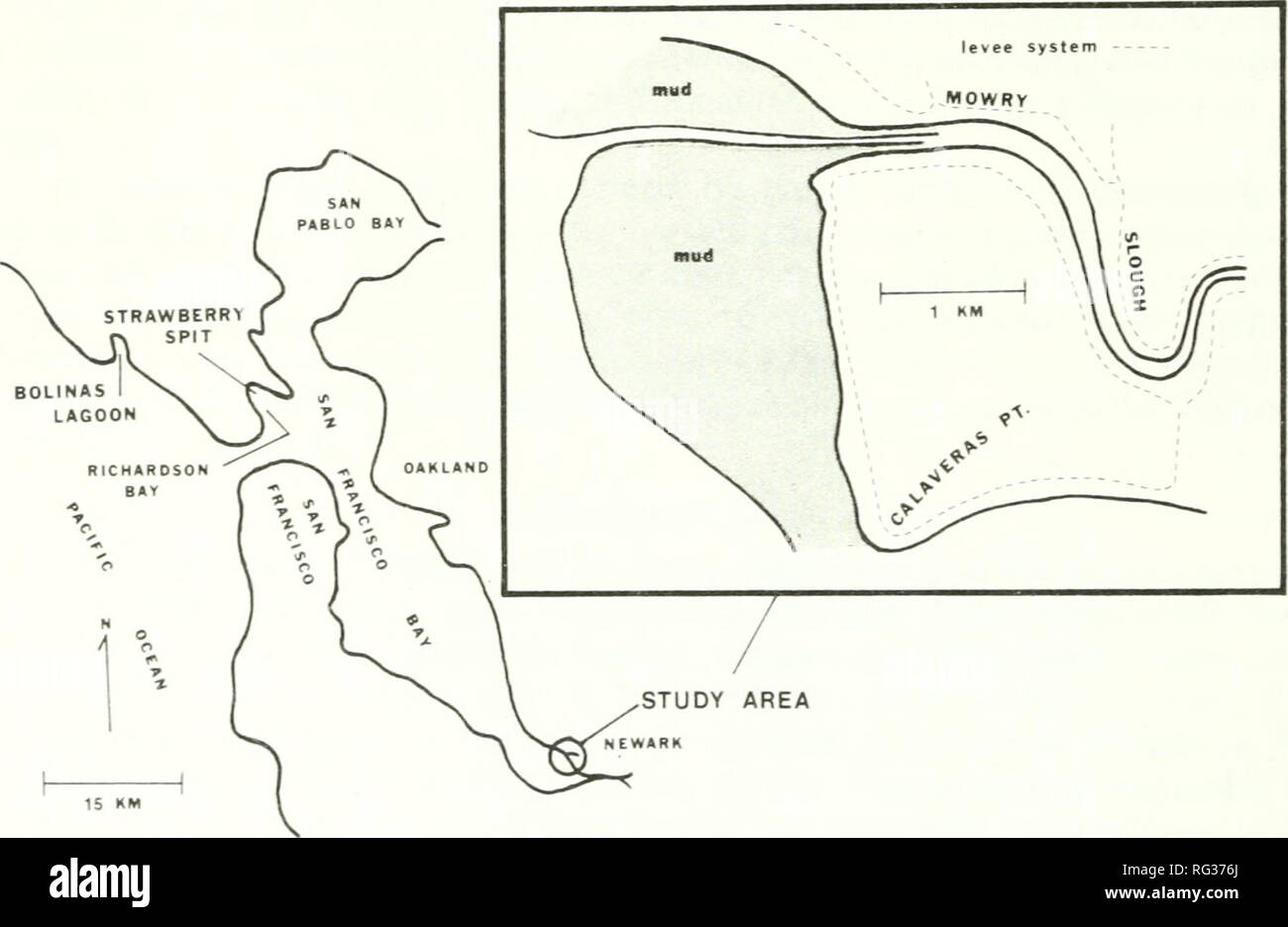 . Chasse et pêche de la Californie. Pêche -- Californie ; jeu et jeu-oiseaux -- Californie ; Poissons -- Californie ; groupes de population animale ; pêches ; gibier, poissons. 118 POISSONS DE LA CALIFORNIE ET EST VENU en Californie et poissons sont venus (&gt ;&amp ;(2) : -^nA 1982 PHOQUE NOTES RECENSEMENT DANS LE SUD DE SAN FRANCISCO BAY (1972-1977 et 1979-1980) L'un ot le port principal, Phoca vitulina richardii, colonies dans le nord de la Californie est situé sur le San Francisco Bay National Wildlife Refuge dans la région de Slough Mowry South San Francisco Bay (Figure 1). Cette note résume les données du recensement sont recueillies auprès du phoque commun dans cette ar Banque D'Images