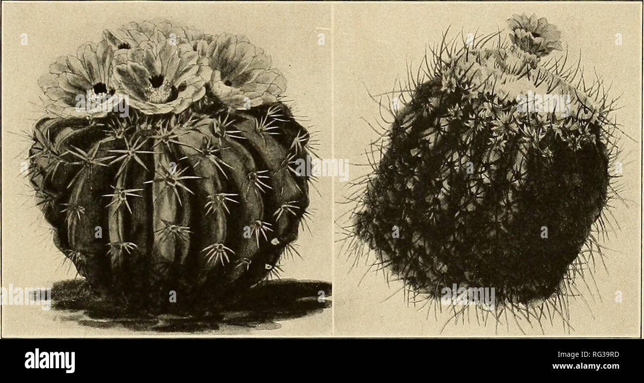 . Les Cactaceae : descriptions et illustrations de plantes de la famille des cactus. MALACOCARPUS. 199 Catégorie : terscheckii Reichenbach (Terscheck, Suppl. 3 ; également Walpers, Repert. Bot. 2 : 315. 1843). Catégorie : rosaceus (Otto, allg. Gartenz. 1 : 364. 1833), E. acutangulus Zuccarini (Pfeiffer, Enum. Cact. 55. 1837), et E. conquades (Forster, Handb. Cact. 338. 1846) ont généralement été visés à Catégorie : corynodes mais n'ont jamais été décrits. Catégorie : erinaceus elatior Monville (Salm-Dyck, Cact. Hort. Dyck. 1844. 22. 1845), sans description, doit être mentionné ici. Illustrations : Schuma Banque D'Images