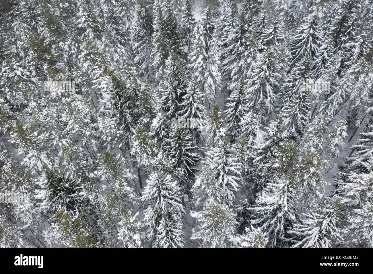 Vue aérienne de la forêt couverte de neige. Drone capturé en plongée des Banque D'Images