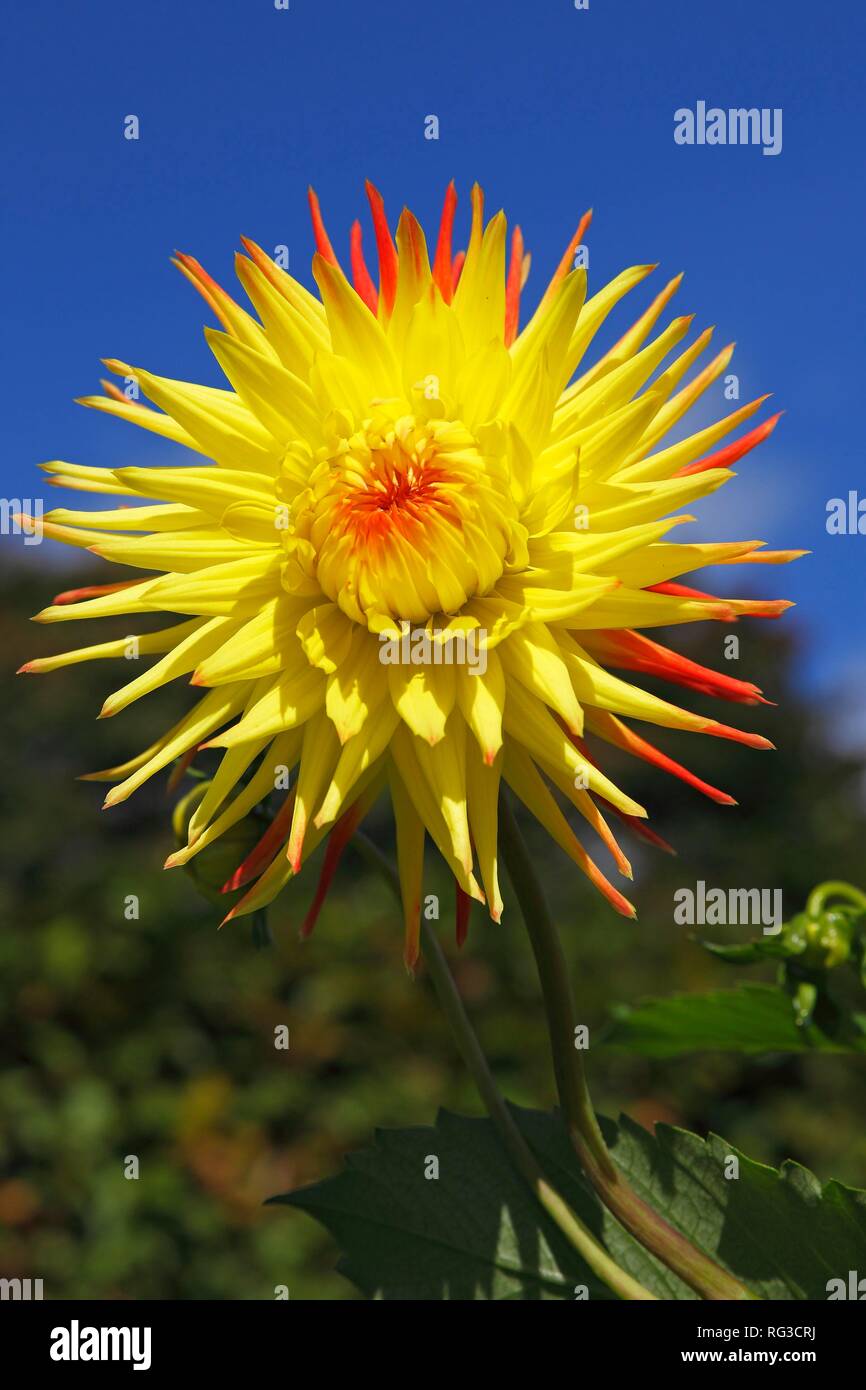 Cactus dahlia (Dahlia), variété Jessica, Allemagne Banque D'Images