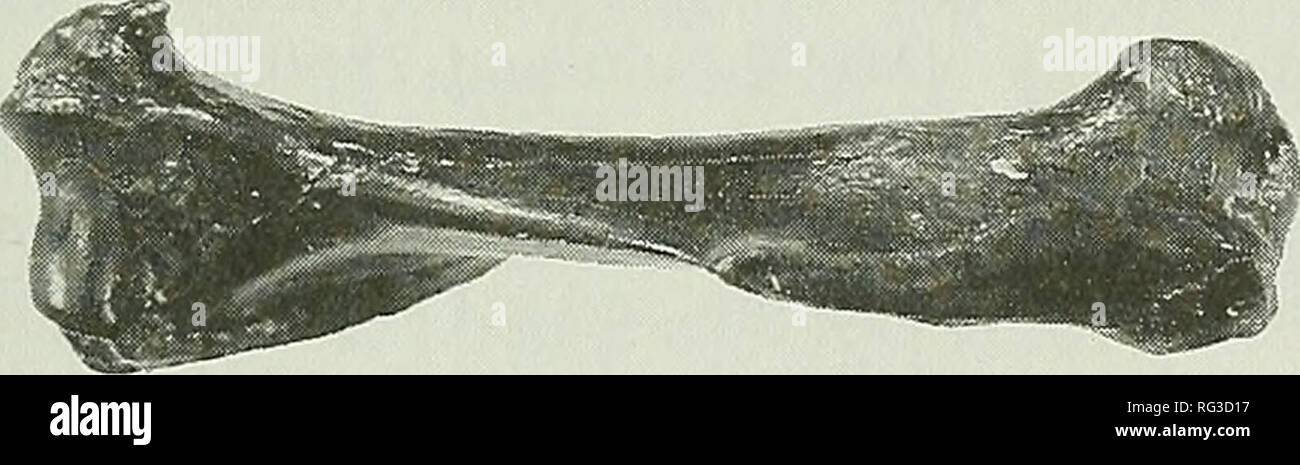 . La Canadian field-naturaliste. 1993 Youngman : Petits carnassiers du Pléistocène, Mephitine 147 espèces indéterminées - Disparue Skunk spécimens examinés (1) : Territoire du Yukon : rivière Old Crow Loc. 11 A : 1 humérus (NMC 48023). La survenue d'un deuxième dans mephitine La Béringie est indiquée par un humérus gauche (NMC 48023) qui ne semble pas être attribuable à un taxon connu, vivant ou disparu. Mesures de ce speci- les hommes sont : Longueur totale : 50,6, LARGEUR : 12.1, proximales moins étendue de l'arbre : 5,0, et de l'ampleur : distale 14.5. Cet os sans date (Figure 4) est beaucoup plus grande que le seul connu de l'humérus de Br Banque D'Images