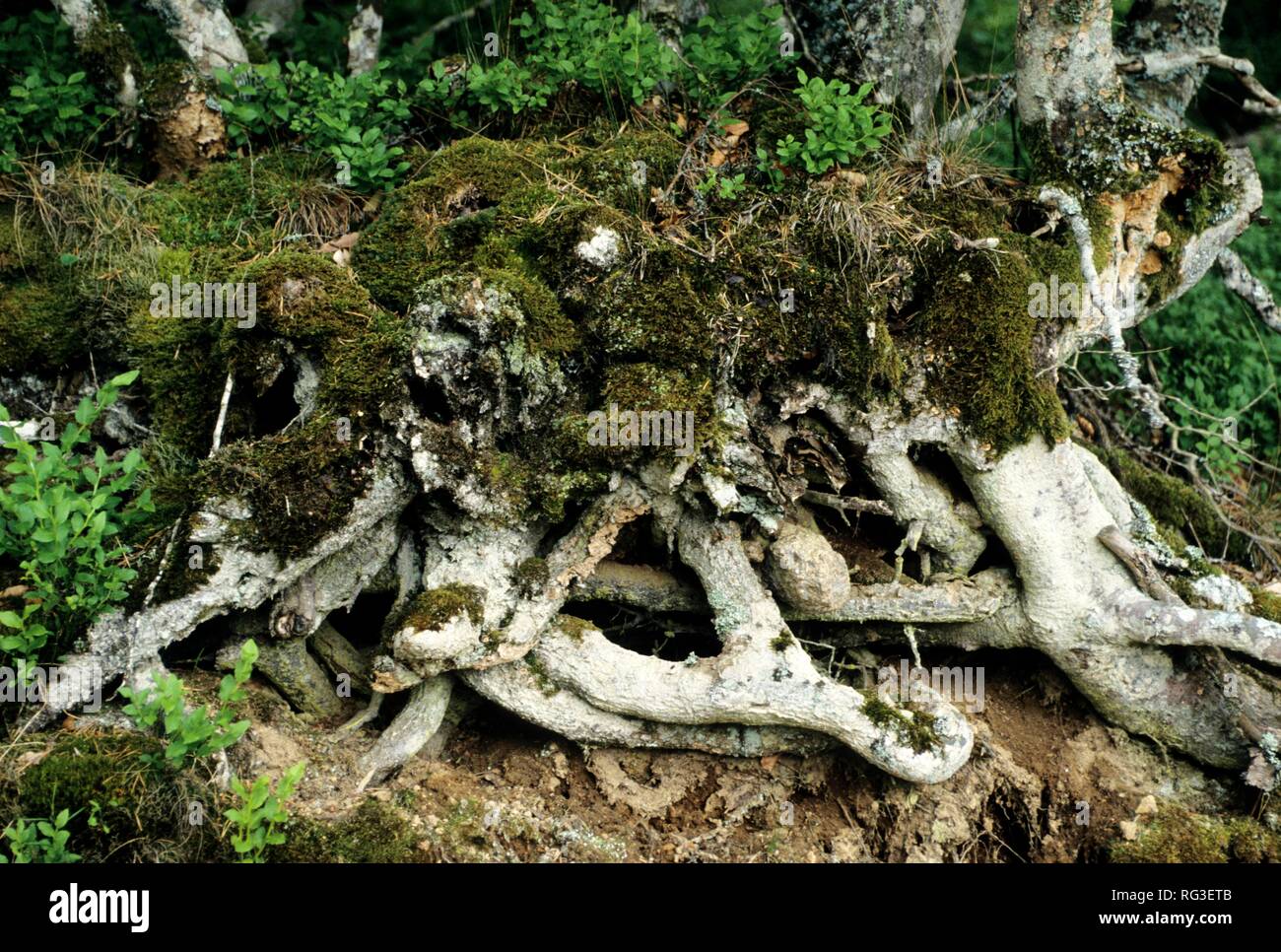 DEU, Allemagne : plantes, mousses et lichens. Banque D'Images