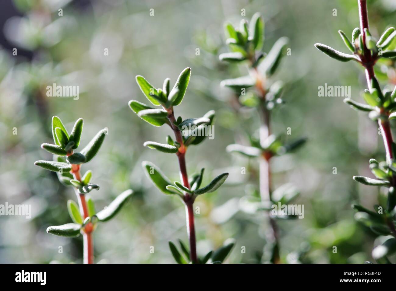 DEU, Allemagne : Plante. Thym, Thymus vulgaris Banque D'Images