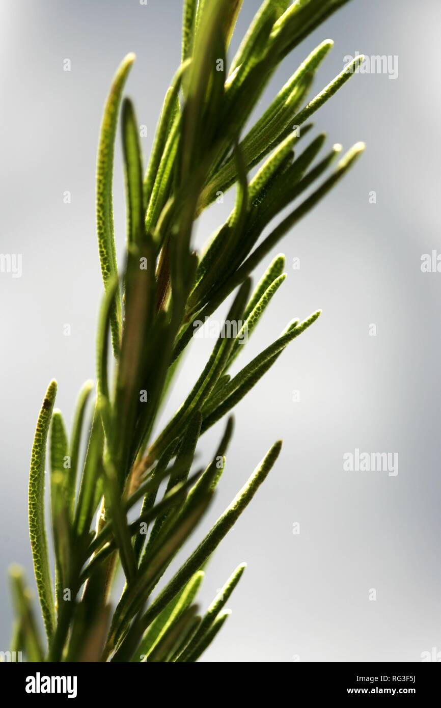 DEU, Allemagne : Plante. Le romarin, l'herbe. Rosmarinus officinalis Banque D'Images