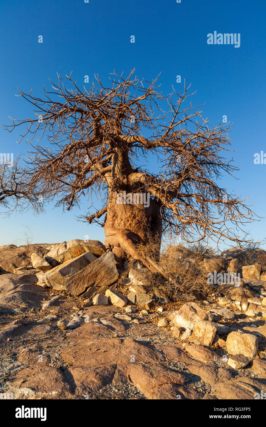 Baobab et rochers Banque D'Images